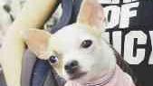 Un chihuahua “tascabile”