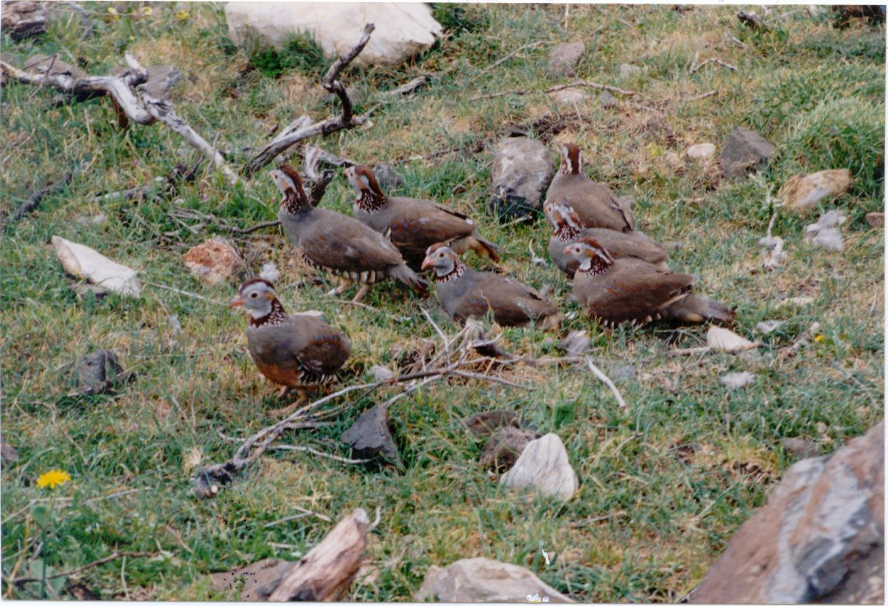 In Sardegna niente caccia a lepri e pernici: lo dice anche il Consiglio di stato