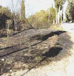 Il margine della strada tra Cambiano e Fontanella dove sono intervenuti i vigili del fuoco
