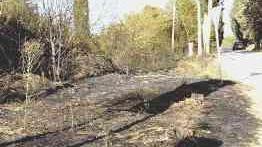 Il margine della strada tra Cambiano e Fontanella dove sono intervenuti i vigili del fuoco