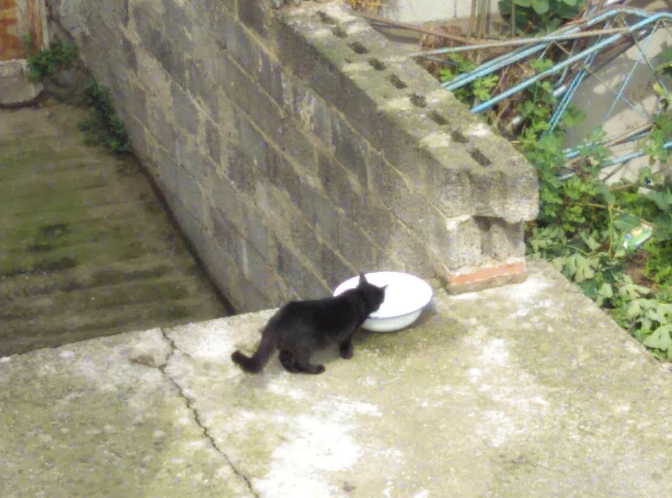 Siniscola, polemica sulla colonia felina 