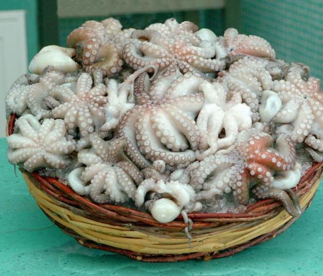 Il menù. Il polpo ti cattura... col suo gusto 