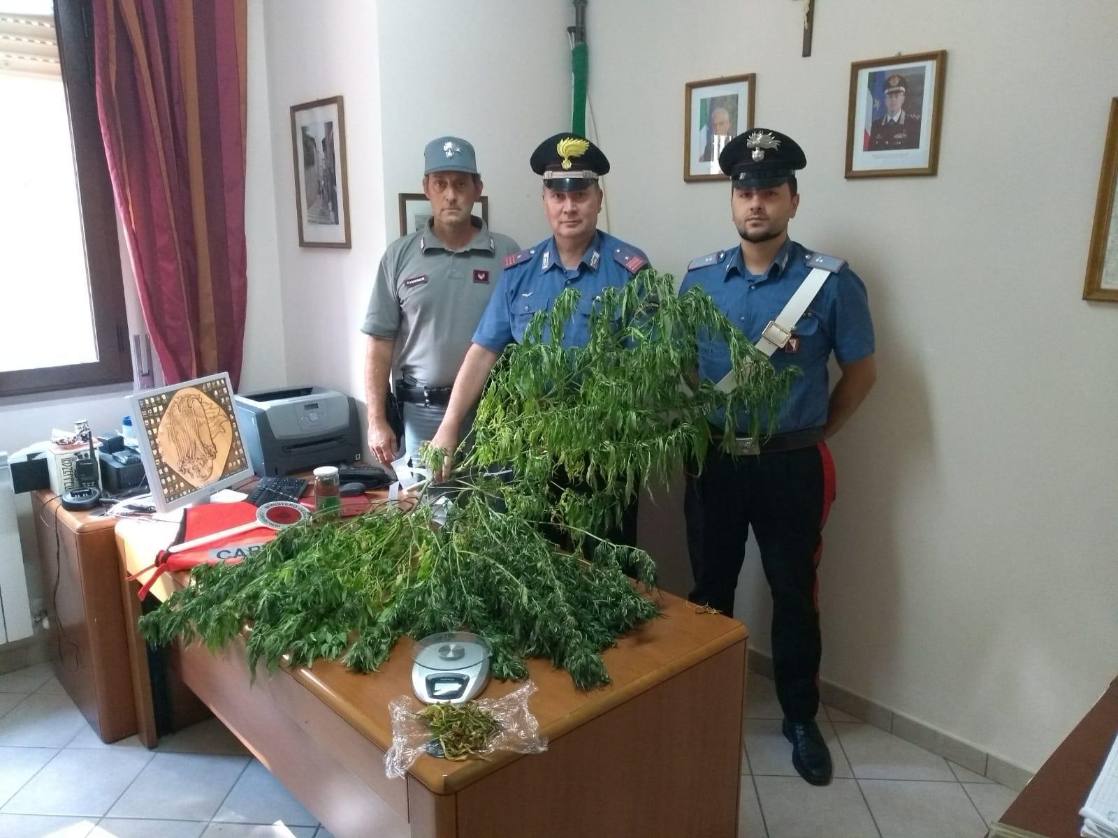 Le piante sequestrate