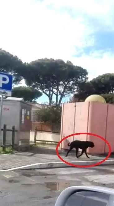 Cani senza guinzaglio, ancora segnalazioni 