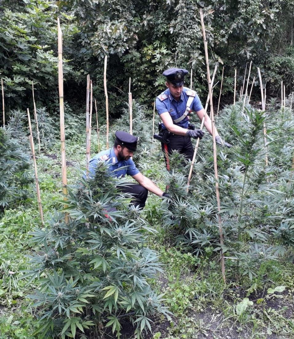 Piantagione di marijuana: due arresti dei carabinieri