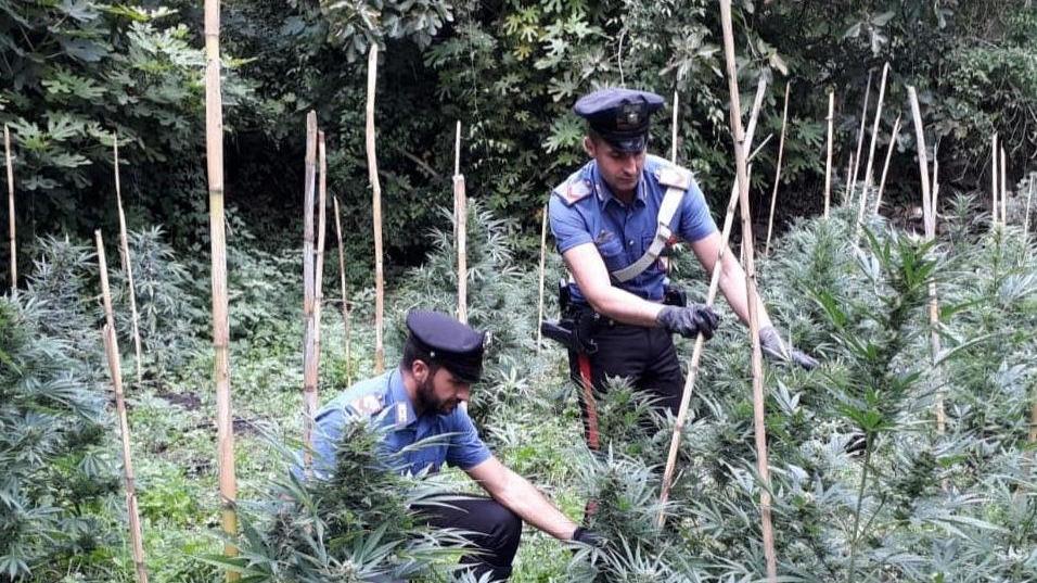 Piantagione di marijuana: due arresti dei carabinieri