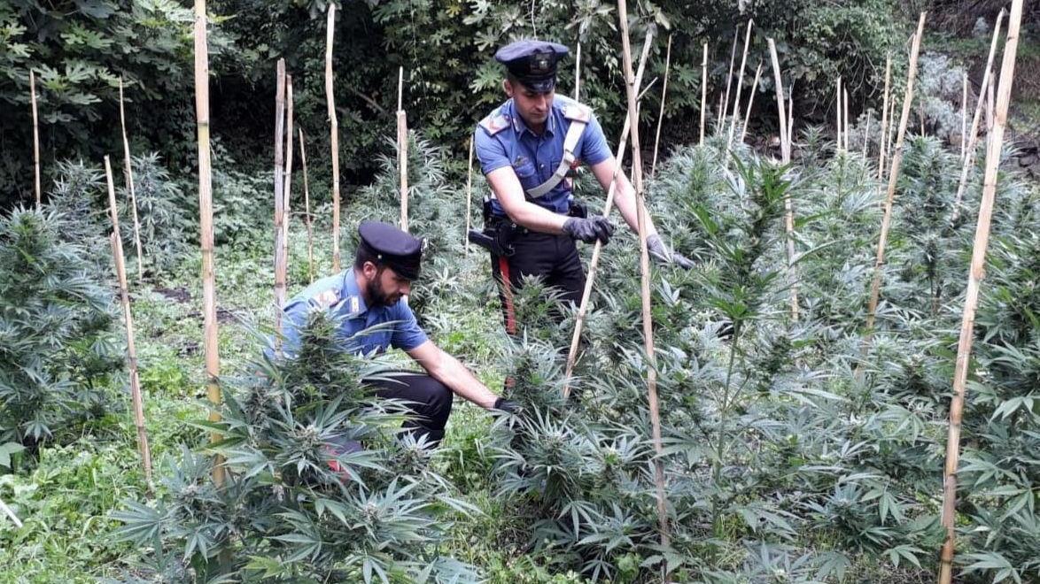 Piantagione di marijuana nelle campagne di Illorai 