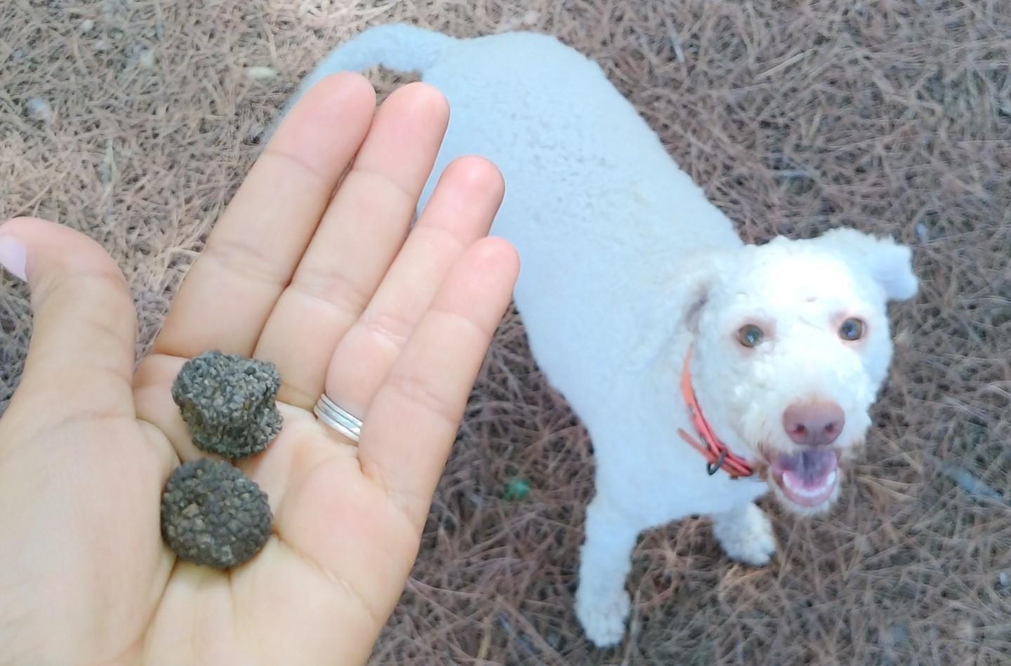 Tartufo, il tesoro nato dal fulmine 