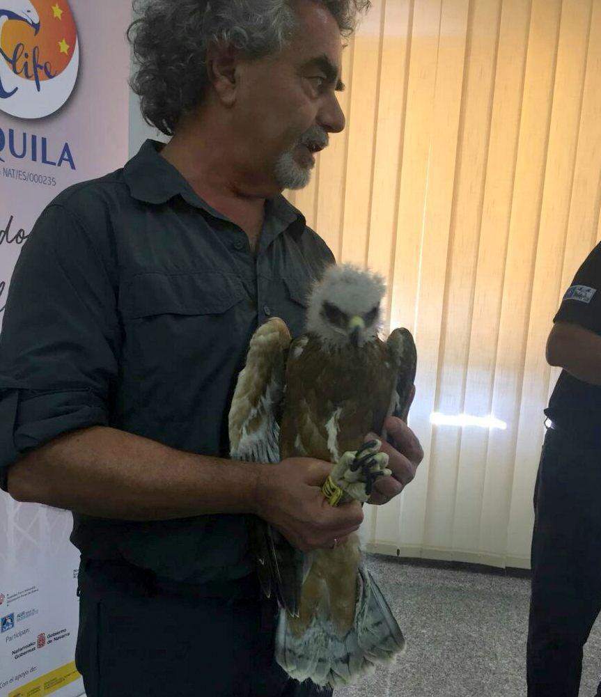 L’aquila Tepilora si perde: recuperata a Muravera 