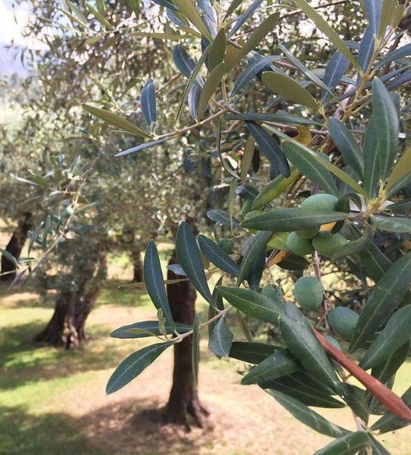 Per l’Olivo Quercetano sarà un anno da incorniciare 