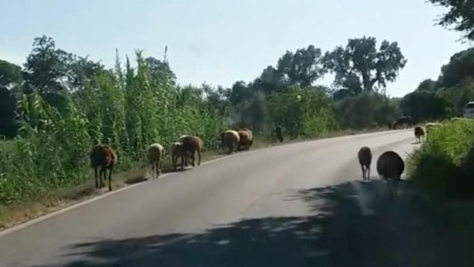 Pecore allo stato brado, e cinghiali affamati È allarme nella frazione