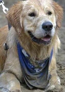Passeggiata per finanziare l’ospizio dei cani 