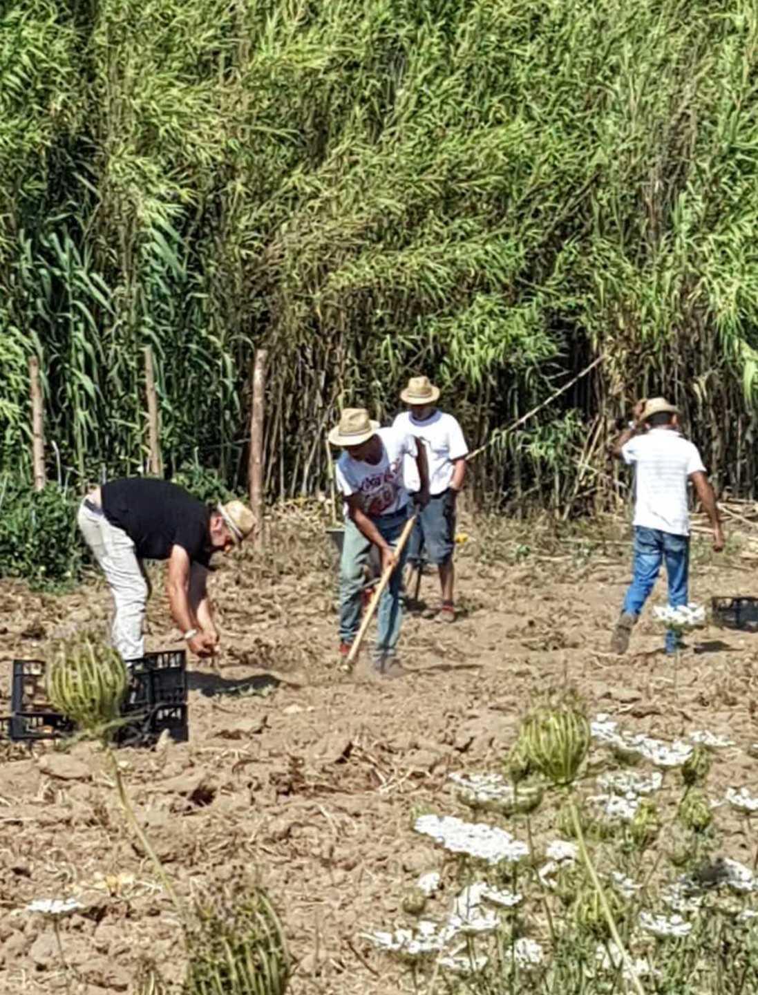 La diocesi dà orti e frutteti alle famiglie in difficoltà 