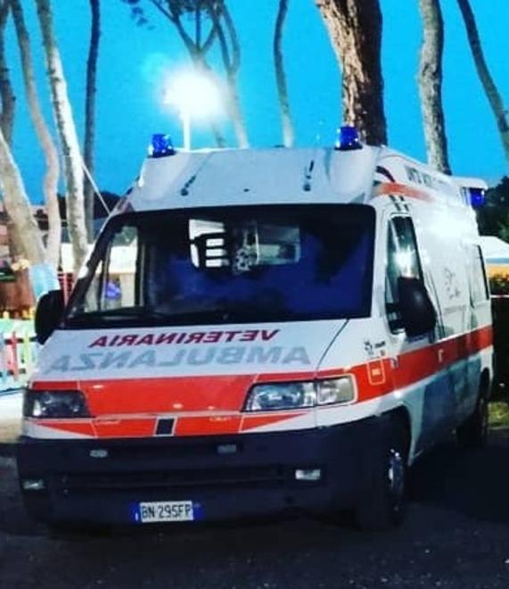 Critiche alla Croce Oro per le sirene accese per salvare il gatto