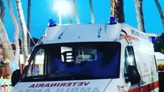 Critiche alla Croce Oro per le sirene accese per salvare il gatto