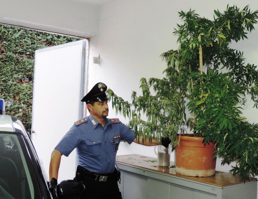 Nell’orto tra le verdure una pianta di marijuana alta quasi due metri 