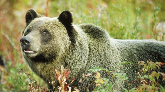 Usa: giudice blocca la caccia ai grizzly 