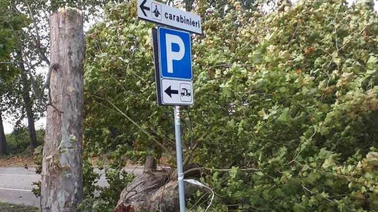 Alberi e rami cadono come dei birilli. La sferzata del vento