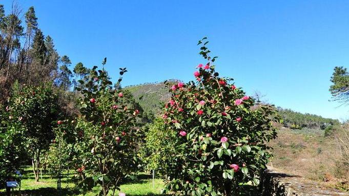 Mostra delle Camelie Tante novità per il 2019