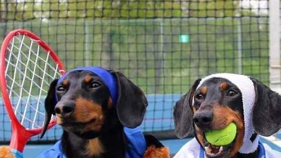 Un torneo di tennis a sostegno del canile