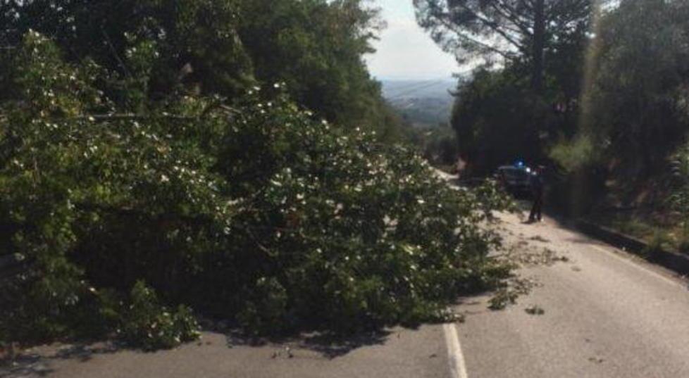 San Baronto alberi caduti a causa del forte vento 