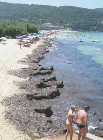 Invasione di alghe sulla spiaggia dei vip
