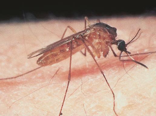 Febbre del Nilo, l’emergenza non c’è Tredici casi nell’isola dal 2011