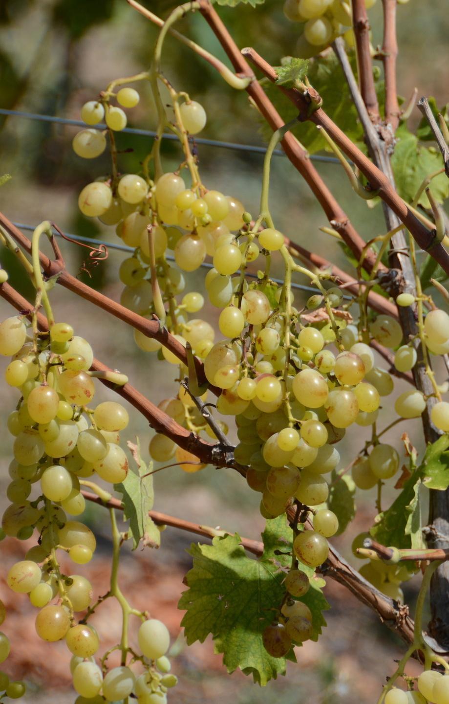 Nelle campagne del Marghine scatta l’allarme per i ladri d’uva