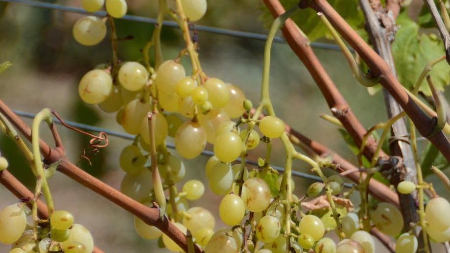 Nelle campagne del Marghine scatta l’allarme per i ladri d’uva