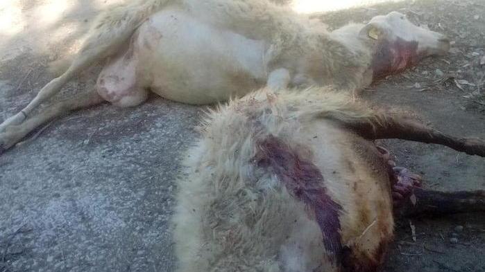 Strage di pecore, azienda ko «Lupi alle porte di Pontedera»