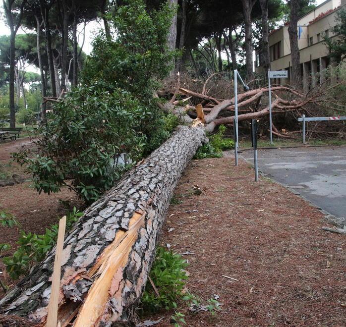 Tremila alberi da monitorare per evitare altri incidenti 