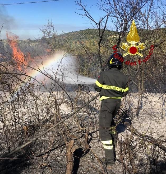 Fiamme nel podere distrutta un’oliveta