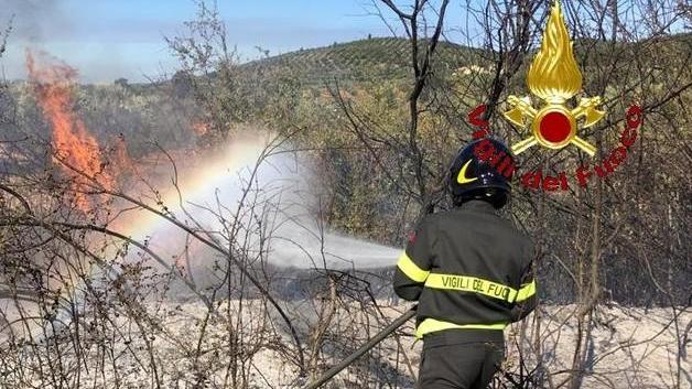 Fiamme nel podere distrutta un’oliveta
