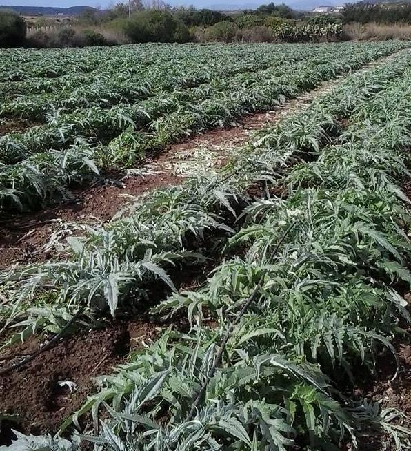 Due allevatori di Ollolai nei guai: nell’azienda 45 chili di marijuana 