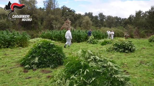 I carabinieri all'opera per estirpare le piante di marijuana