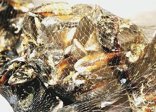 Cozze protagoniste a Cervara