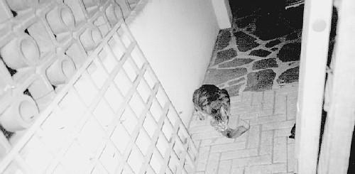 Un gatto ha catturato un topo in una casa al Casalino
