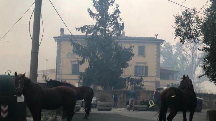 Pecore, capre, cavalli, pony e asini al sicuro con i social