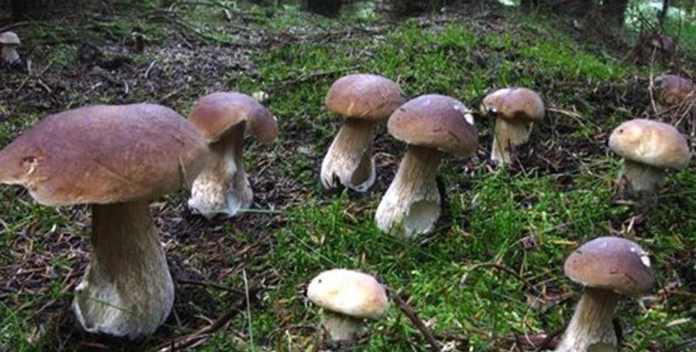 Funghi, annata da record Ma la tramontana fa paura 