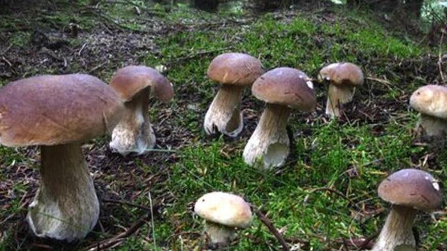 Funghi, annata da record Ma la tramontana fa paura