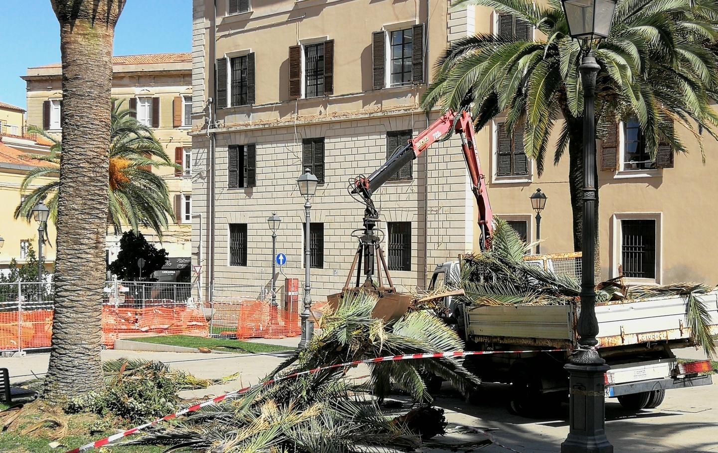Punteruolo rosso, verranno abbattute due palme in piazza Castello