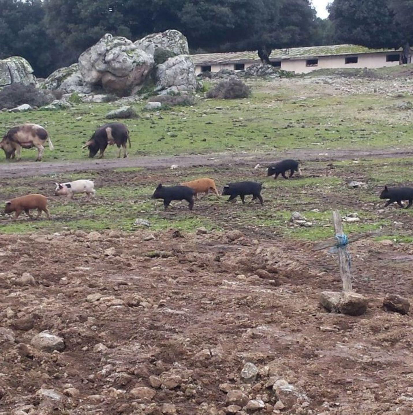 Peste suina, maxi multe a Lotzorai e Girasole 