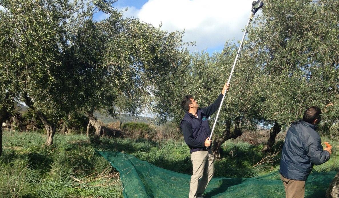 Via alla raccolta delle olive Gli esperti: annata positiva 