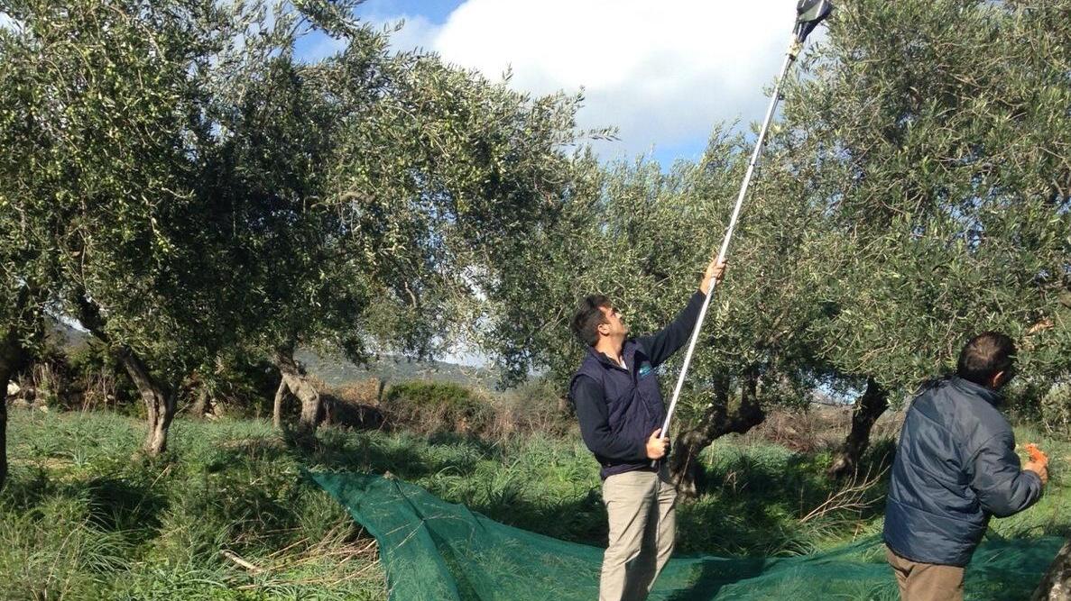 Via alla raccolta delle olive Gli esperti: annata positiva 