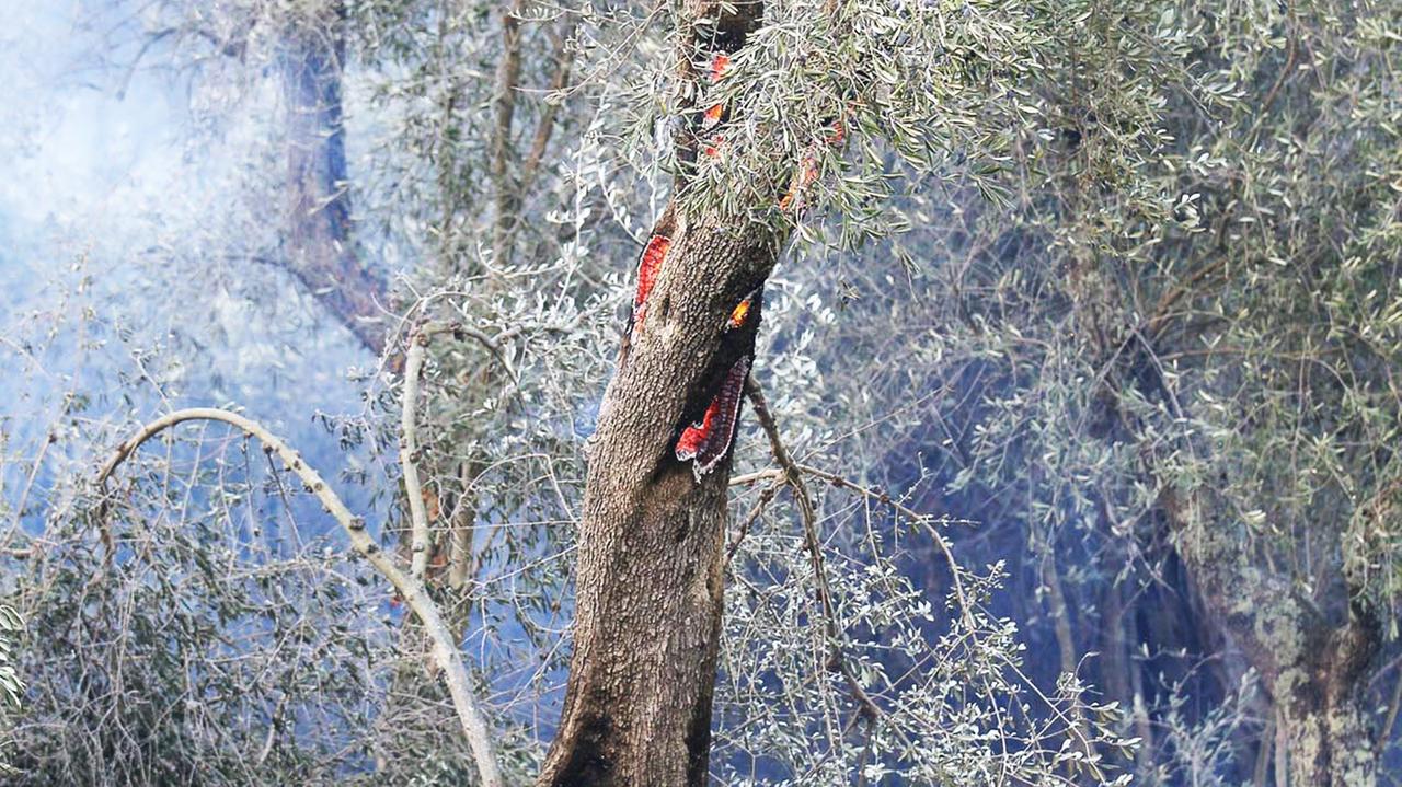 «Ecosistema in equilibrio solo con piani e programmi»
