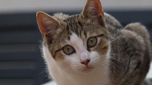 I gatti più belli del mondo in mostra al PalaBursi di Rubiera