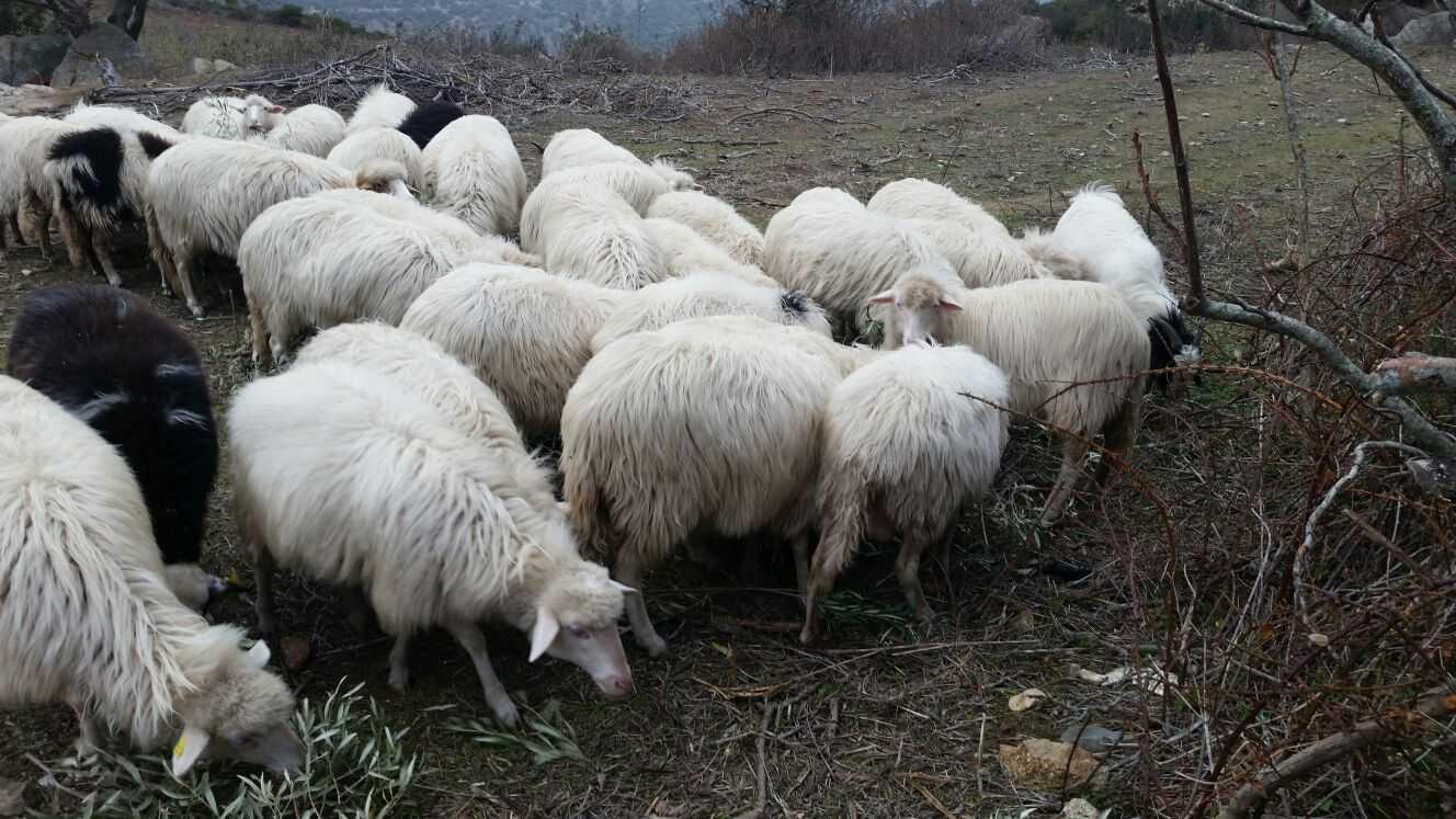 Il falso pecorino di Crotone da Thiesi al Nord America