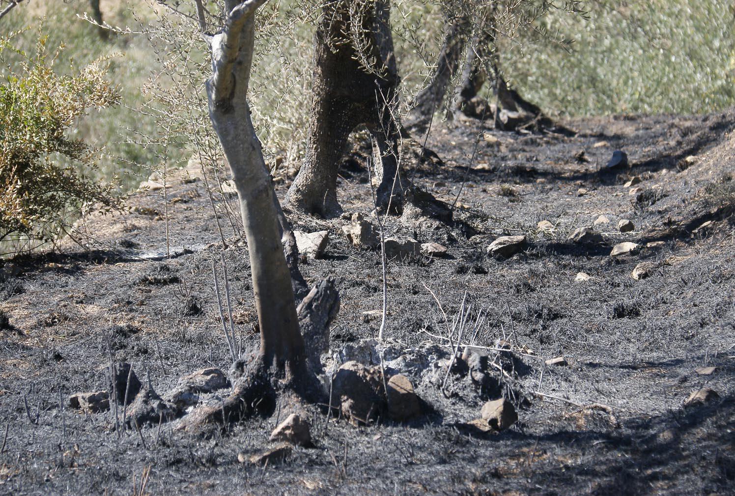 Una parte di bosco distrutto dalle fiamme sul Monte Serra