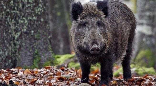 Investe un cinghiale e con l’aiuto del babbo lo uccide a bastonate 