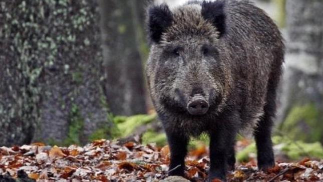 Investe un cinghiale e con l’aiuto del babbo lo uccide a bastonate
